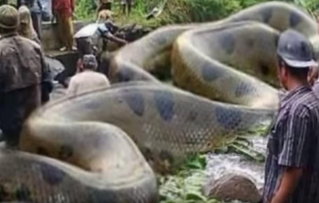 avvistato il serpente più grande del mondo si trova a foto
