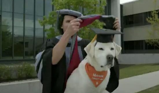 Il cane laureato in medicina: Moose diventa il primo “dottor Labrador”