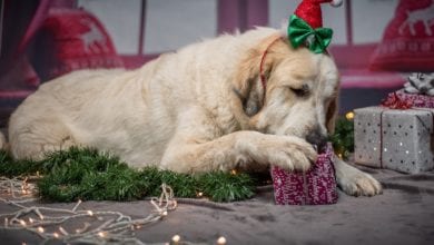 Cani Natale decorazioni pericolose