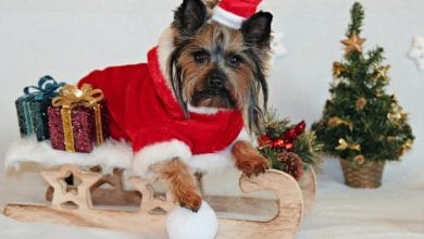 Cani vestiti Natale