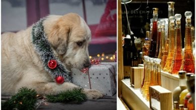 Profumi cani Natale