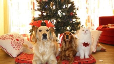 regali Natale cani e gatti