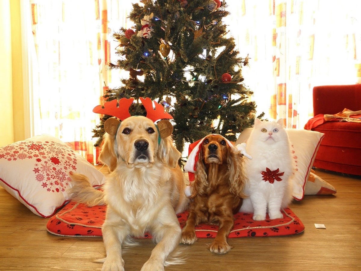regali Natale cani e gatti