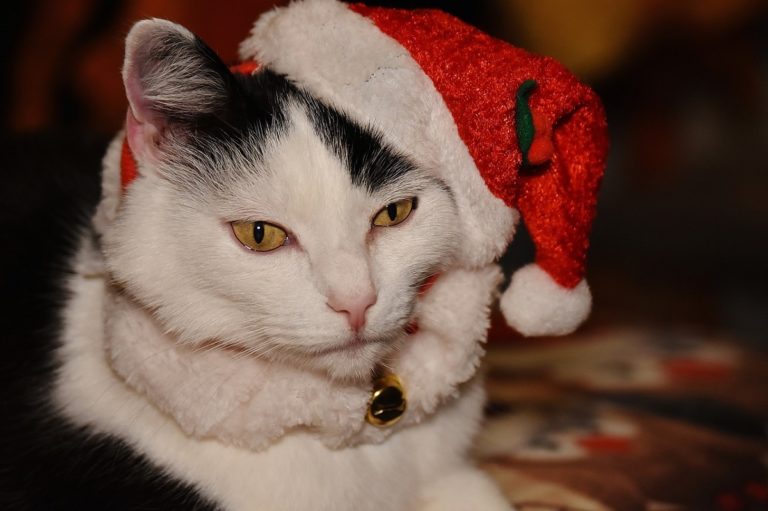 Vestiti gatti Natale: sciarpe, cappelli, cappotti su misura