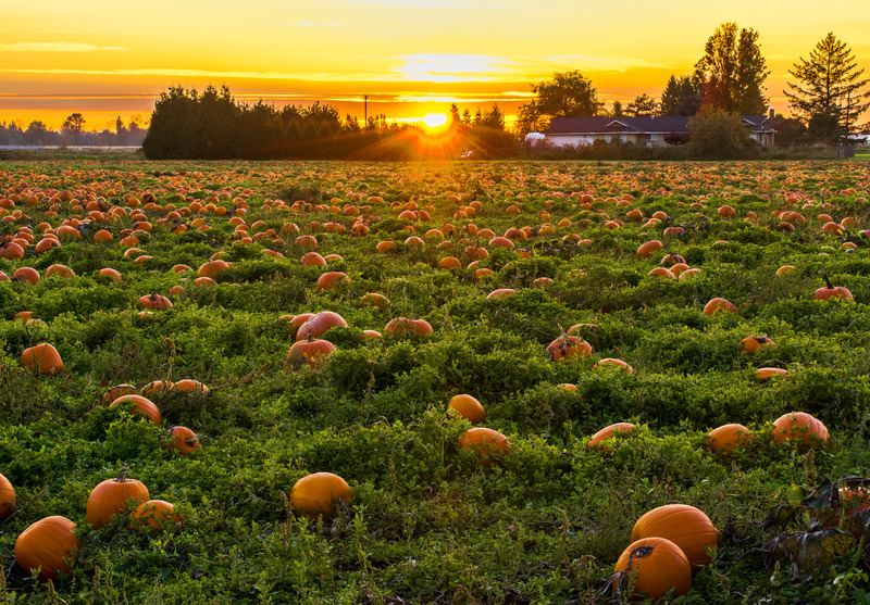 Food ottobre mese della zucca pumpkins