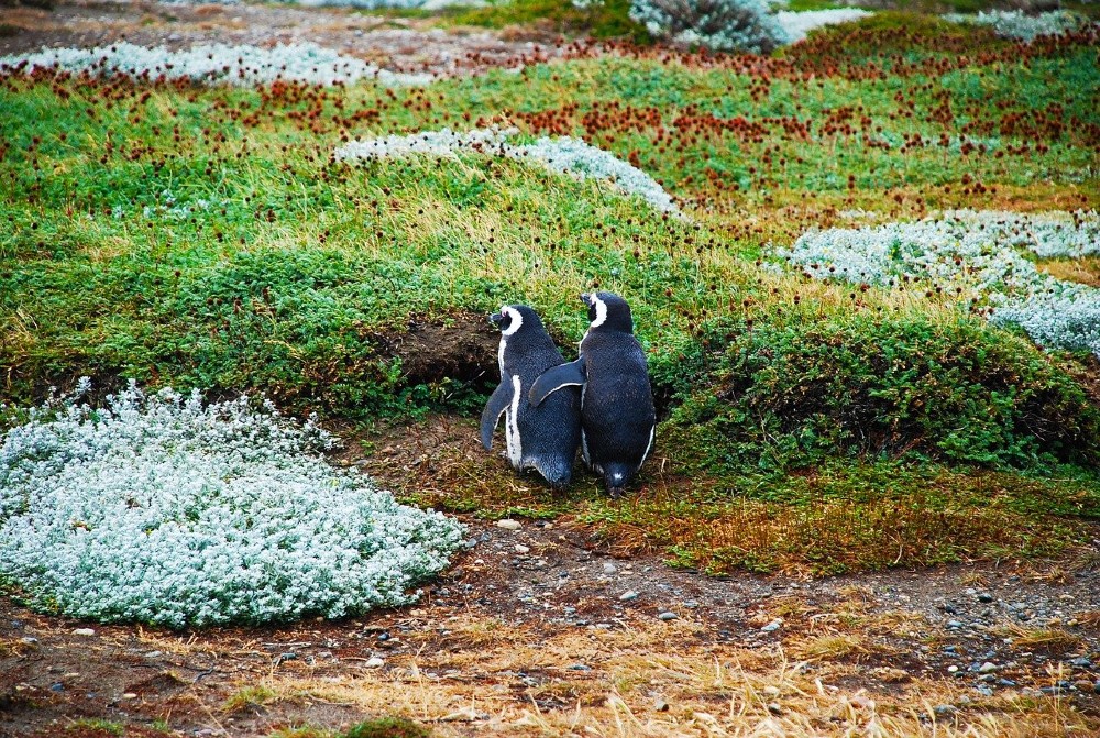 pinguini Magellano