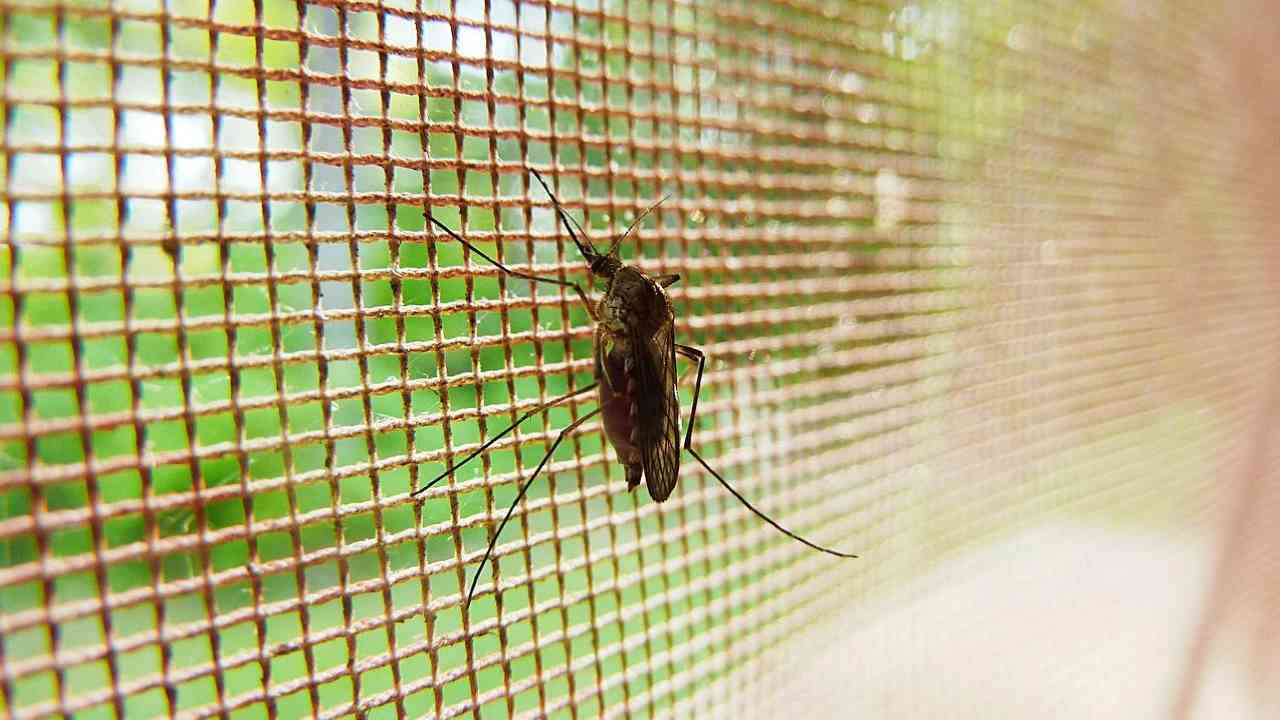 Insetti: come combattere le punture di insetto in modo naturale