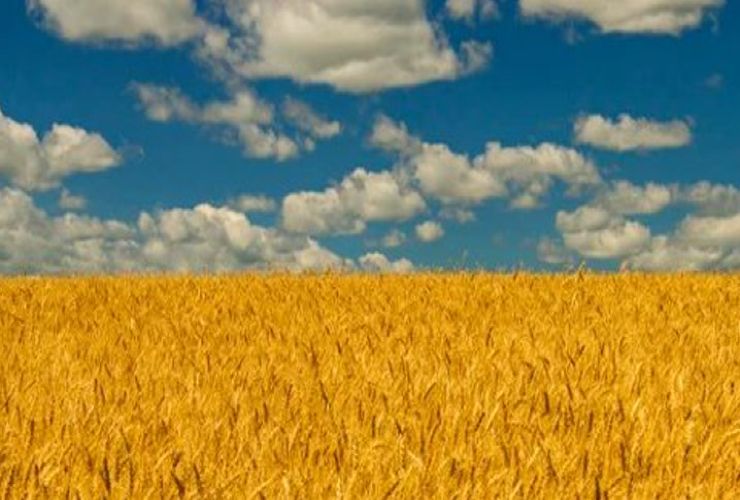ucraina grano velvetmag