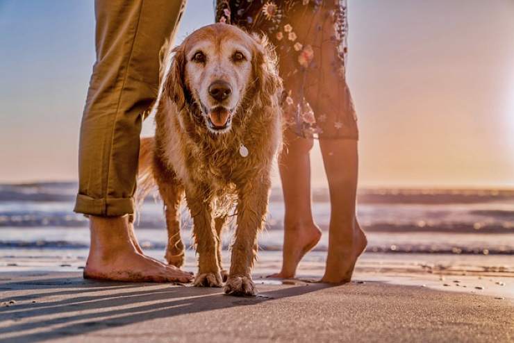 Cane al mare