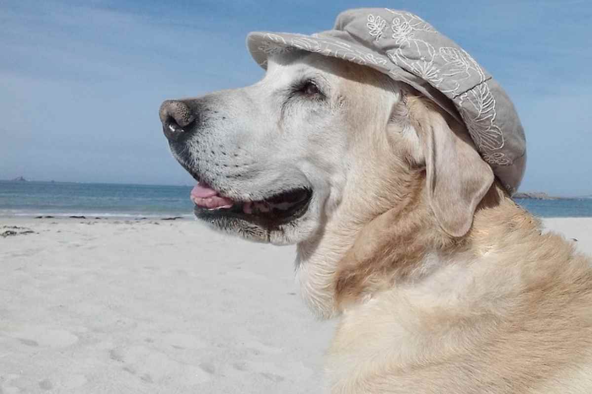 Spiagge per cani