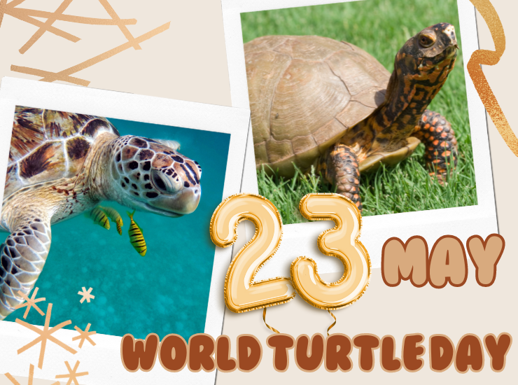 World Turtle Day estate editoriale Angela Oliva VelvetMAG Giornata mondiale Tartarughe