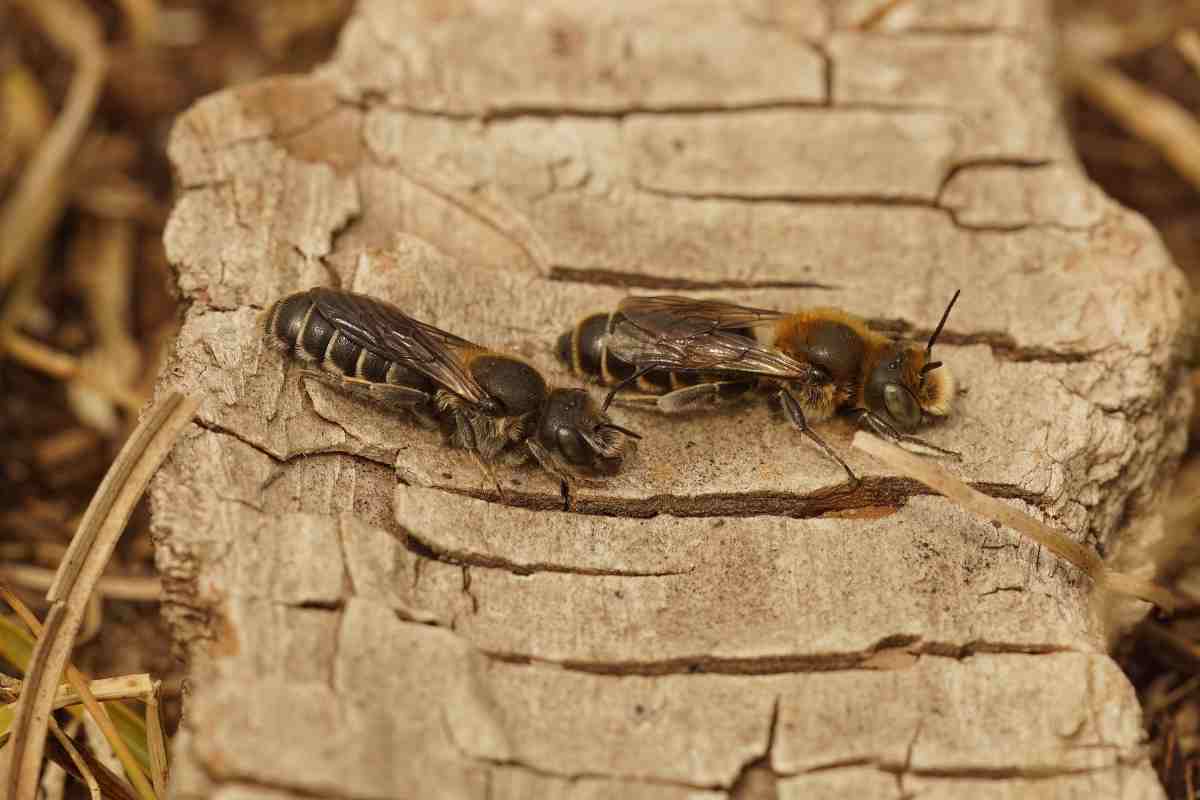 Animali che mangiano legno