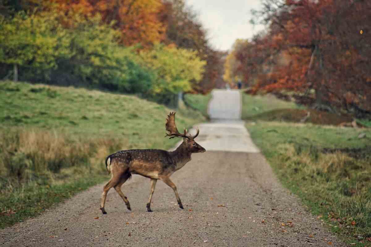 Animali selvatici