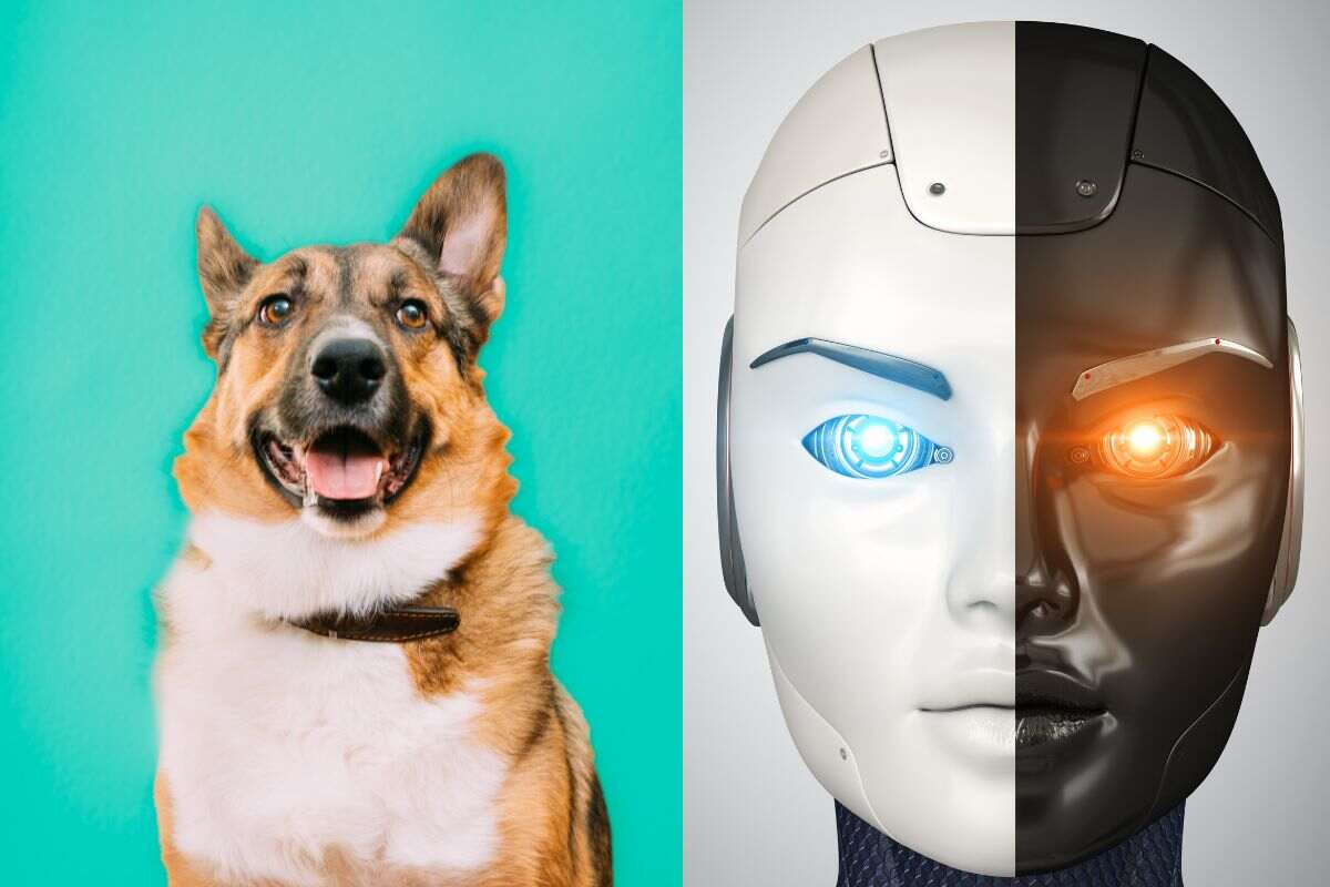 Intelligenza Artificiale e cani