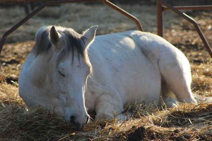 cavallo