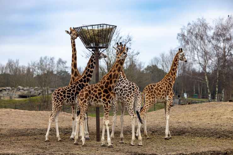 Giraffe zoo