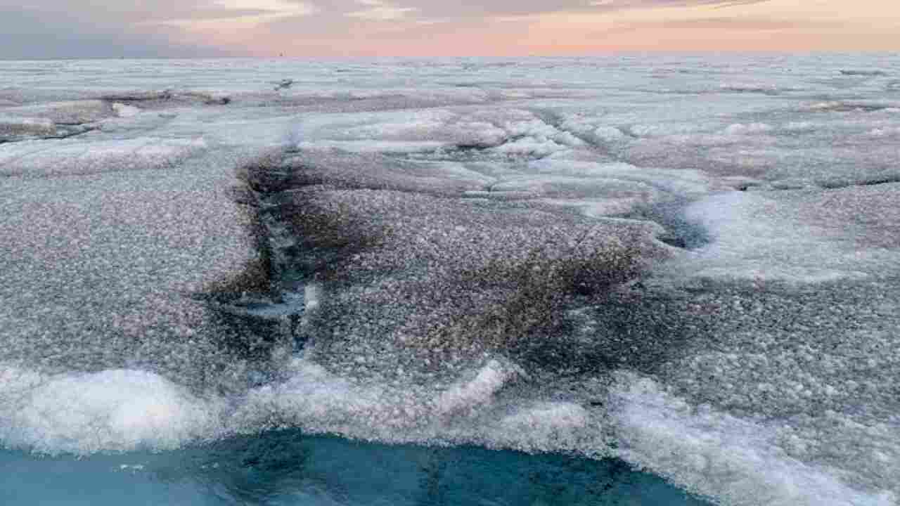 Alghe ghiacci virus giganti Groenlandia
