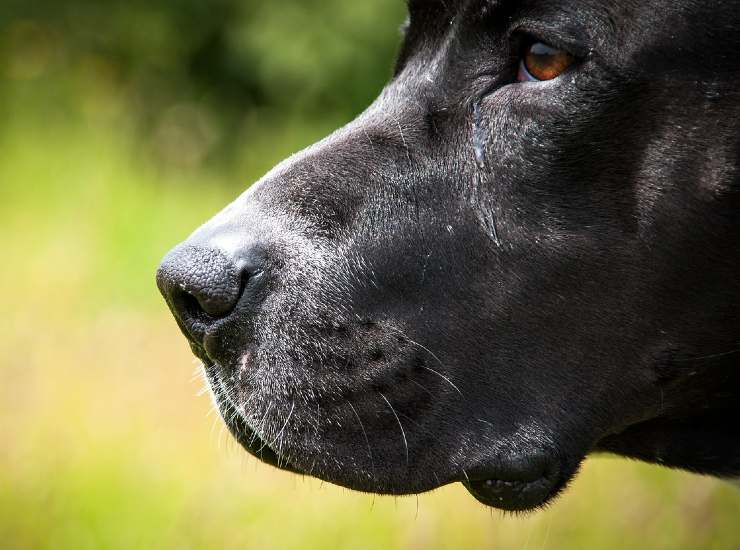 Aggressione di un pitbull a Modugno