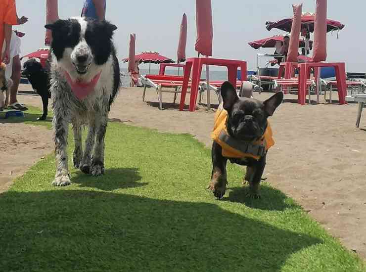 Bon ton cani in spiaggia le regole 