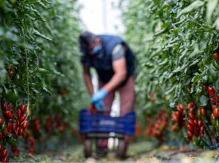 Latina caporalato campi agricoli 