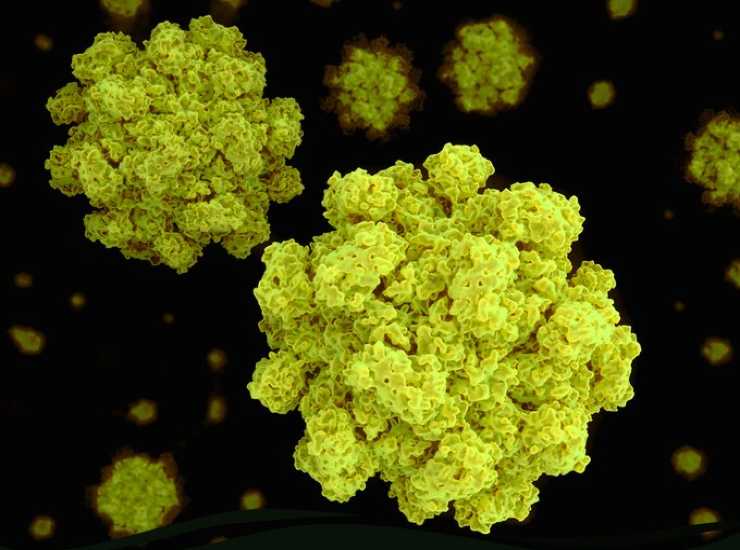 Norovirus epidemia in crociera 