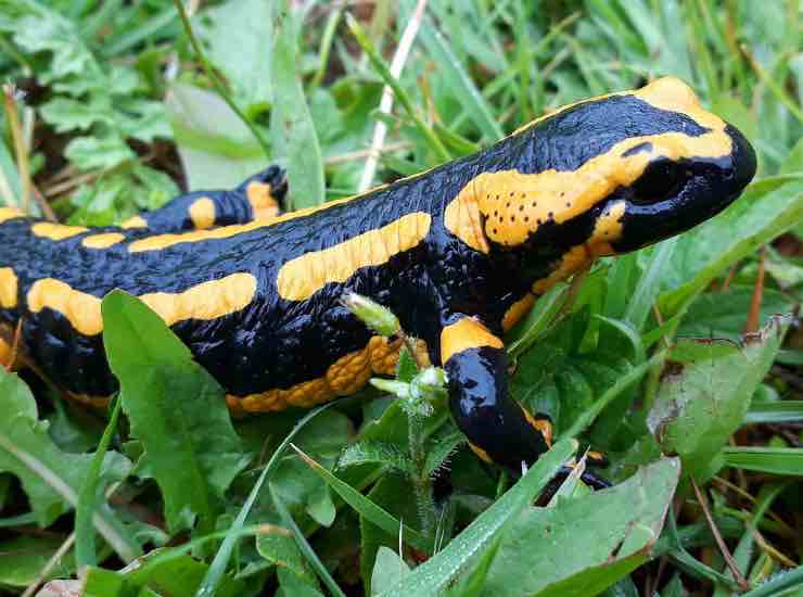 Salamandra infernale