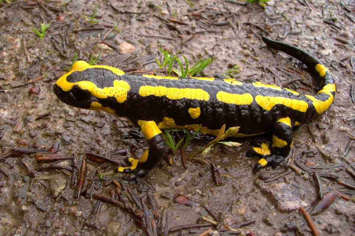 Salamandra infernale