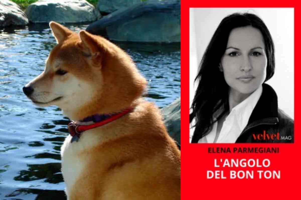 bon ton cani in spiaggia