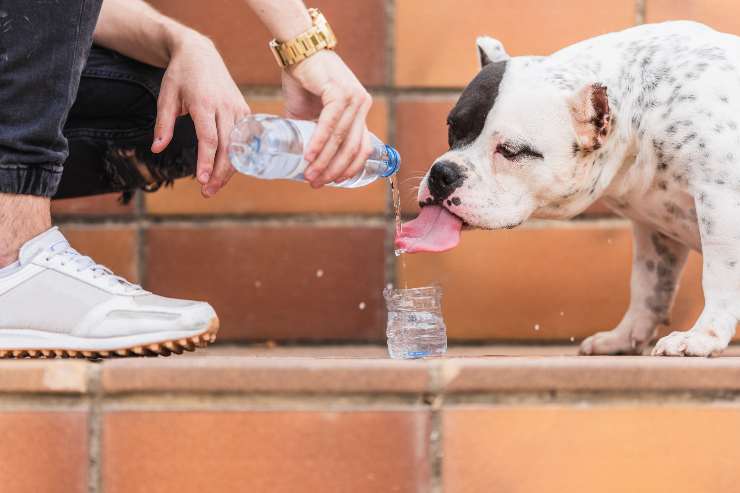 Cane e acqua