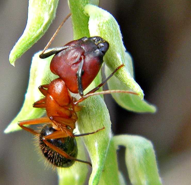 Formica carpentiera della Florida