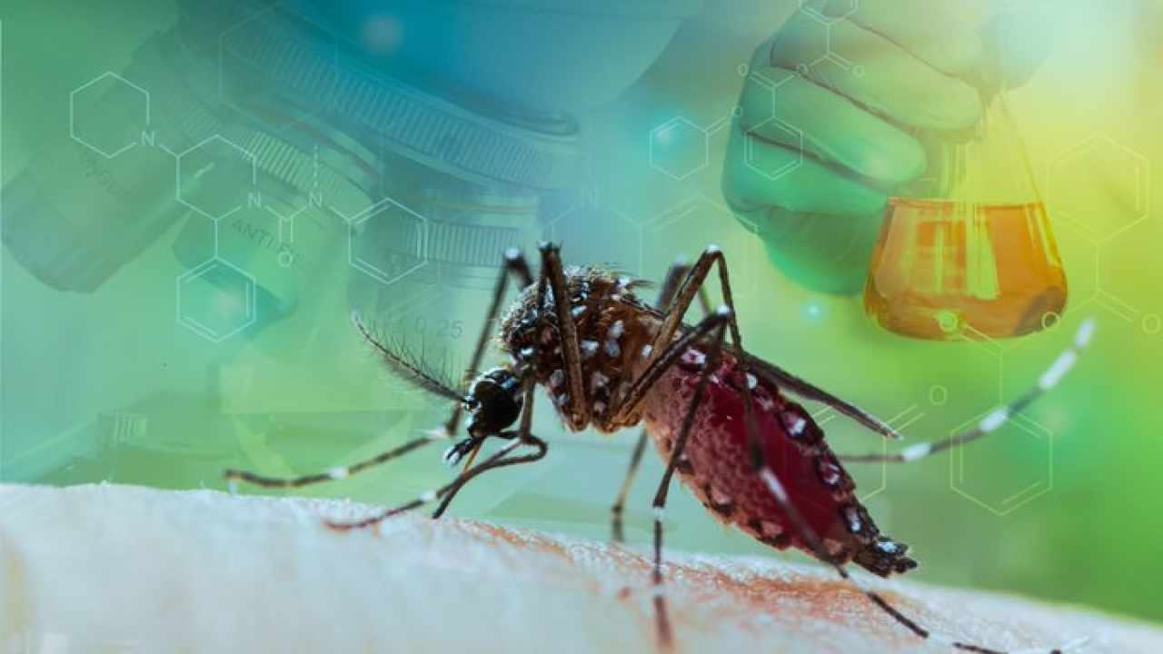 zanzare virus West Nile