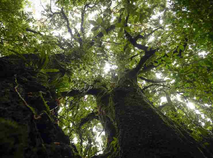 Alberi caldo metano surriscaldamento 