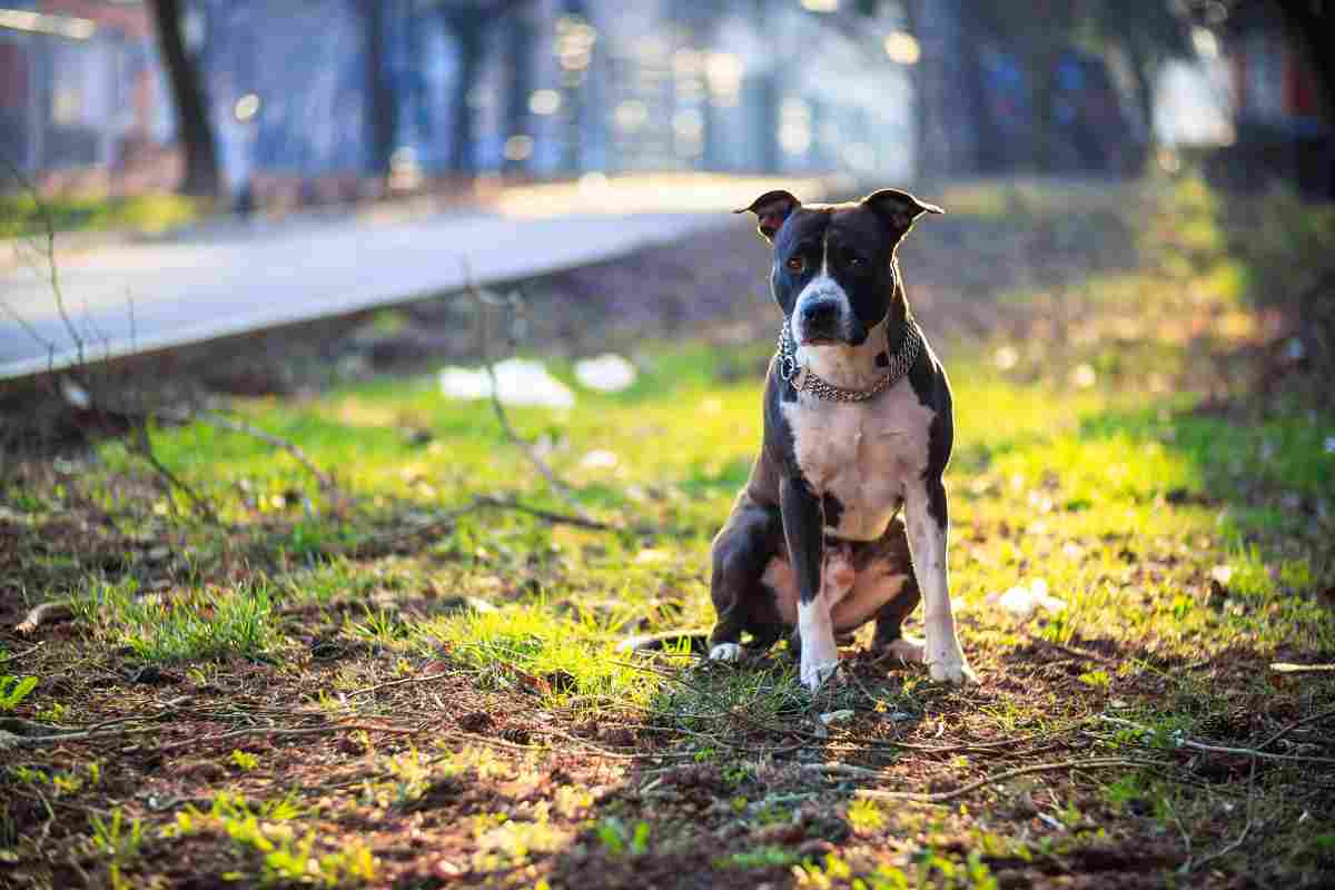 Cane abbandonato