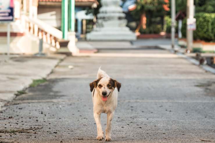 Cane in strada