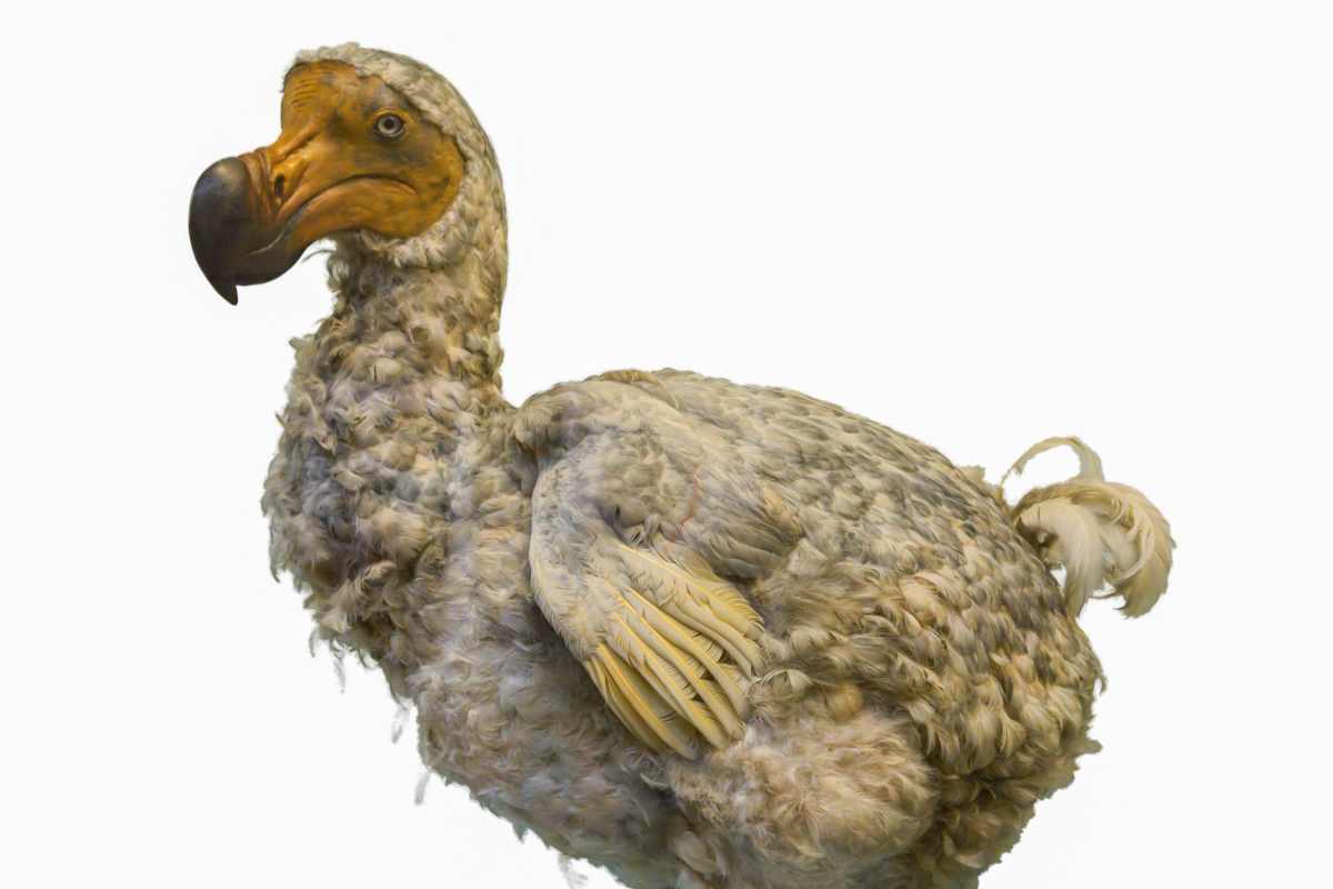 Dodo