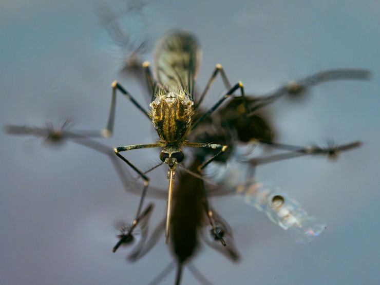 Zanzara vettore virus