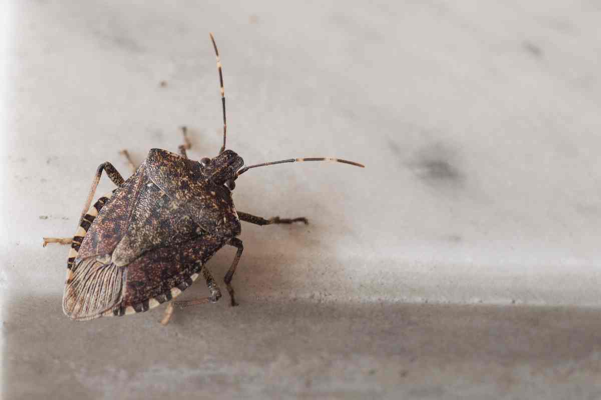 Come evitare che le cimici infestino casa